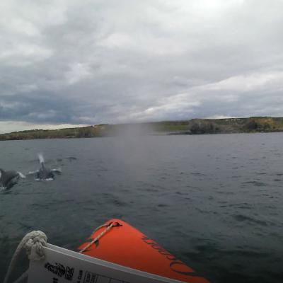 Diving South Shields